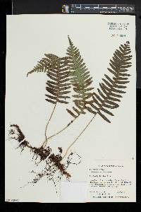 Polypodium appalachianum image