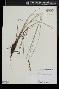 Carex prairea image