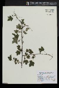 Ribes cynosbati image