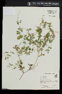 Corydalis flavula image