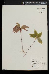 Trientalis borealis image