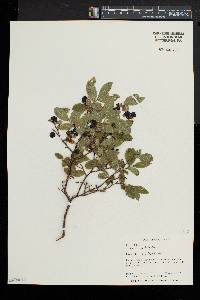 Vaccinium myrtilloides image