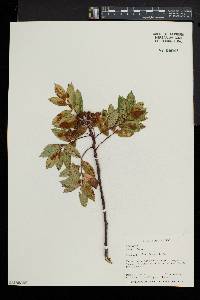 Sorbus decora image