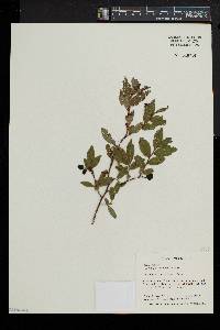 Vaccinium angustifolium image