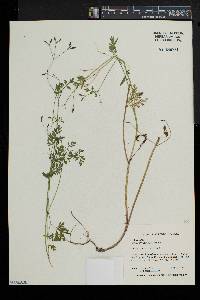 Chaerophyllum procumbens image