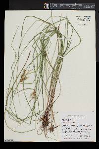 Carex baileyi image