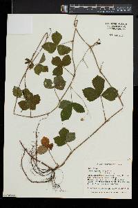 Rubus flagellaris image