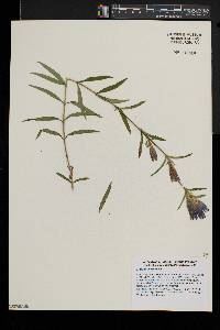 Gentiana linearis image