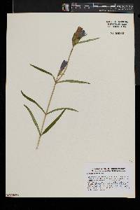 Gentiana linearis image