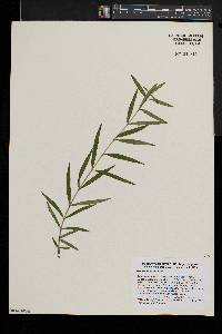 Gentiana linearis image