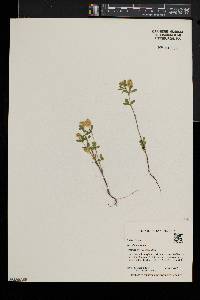 Trifolium aureum image