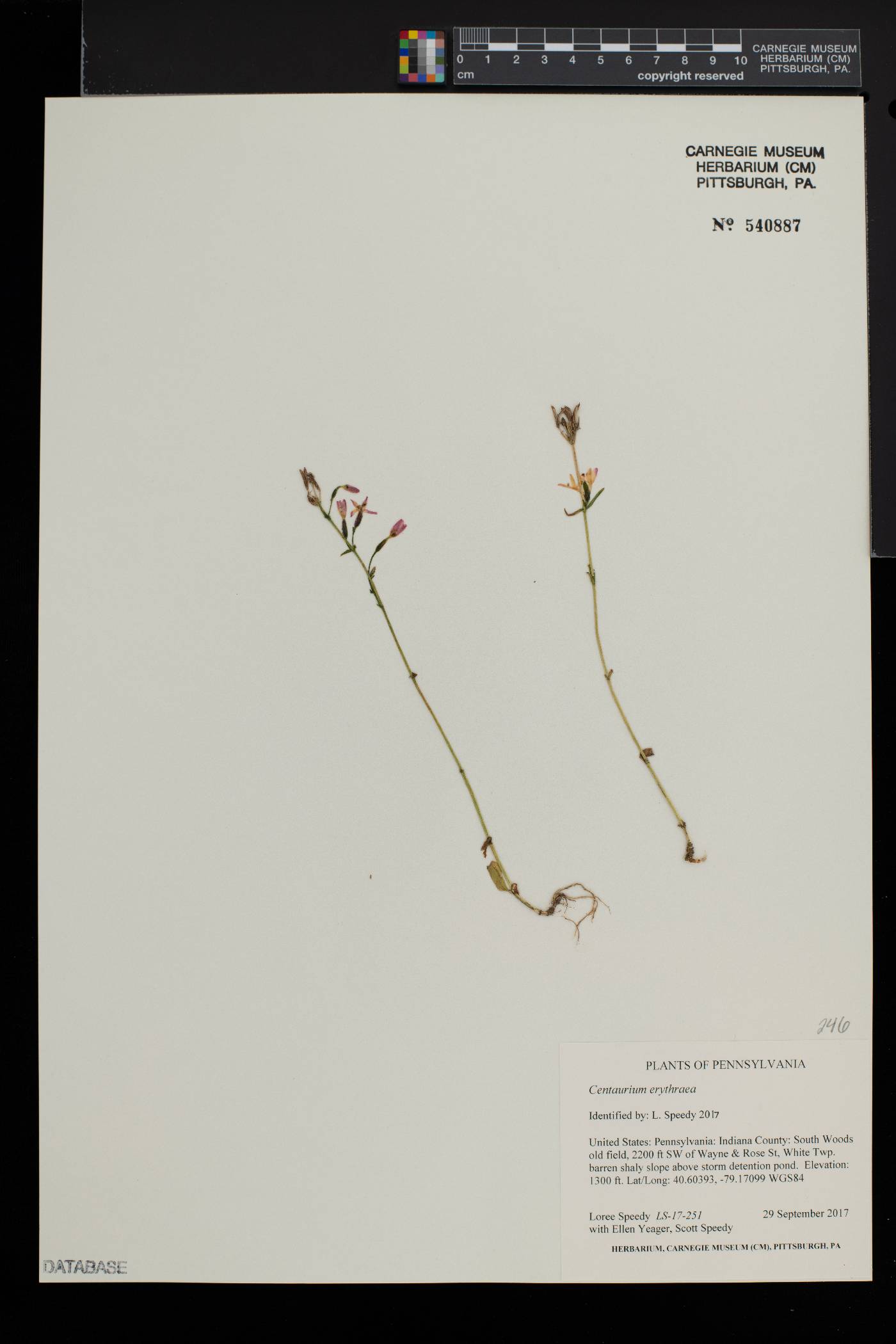 Centaurium erythraea image