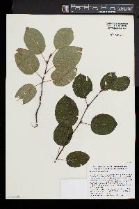 Amelanchier laevis image