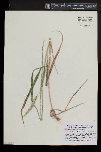 Calamagrostis cinnoides image