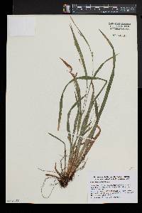 Carex laxiculmis image