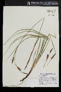 Carex polymorpha image