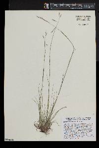 Danthonia compressa image