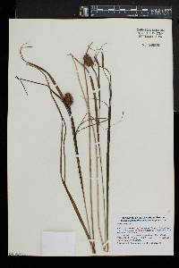 Carex squarrosa image