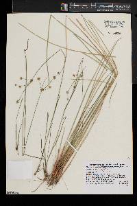 Juncus brevicaudatus image