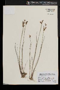 Juncus brevicaudatus image