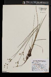 Juncus subcaudatus image