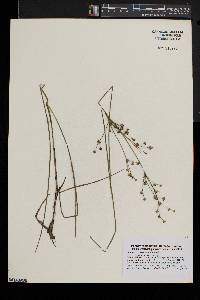 Juncus subcaudatus image