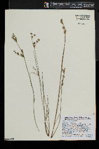 Juncus brevicaudatus image