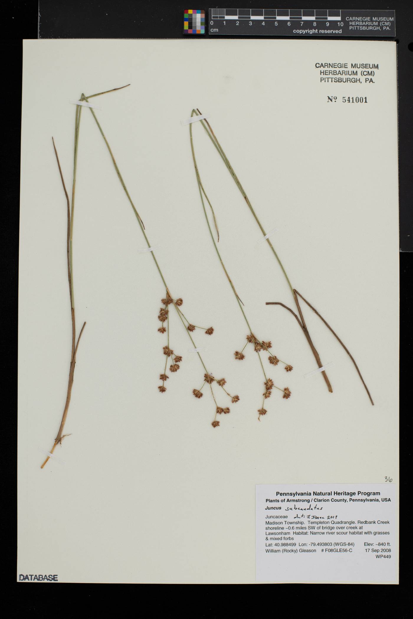 Juncus subcaudatus image