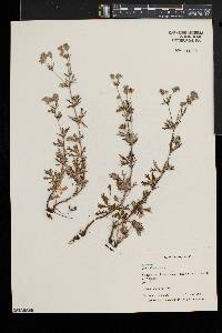 Potentilla argentea image