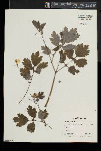 Chelidonium majus image