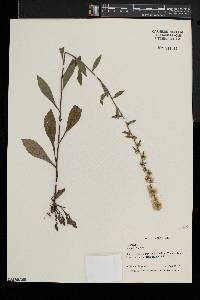 Solidago bicolor image