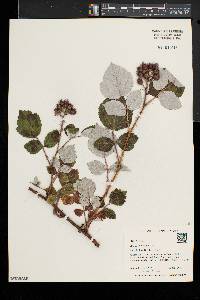 Rubus phoenicolasius image