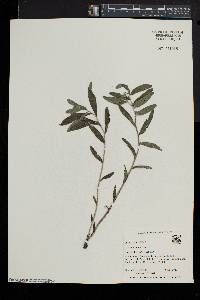 Lithospermum canescens image