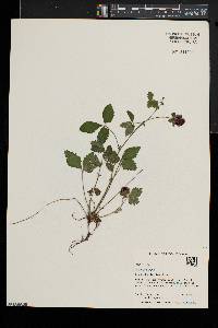 Potentilla indica image