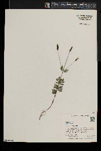 Bidens bipinnata image