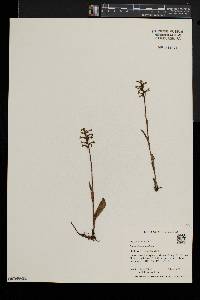 Platanthera clavellata image