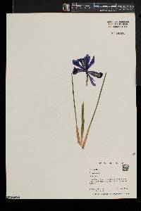 Iris reticulata image