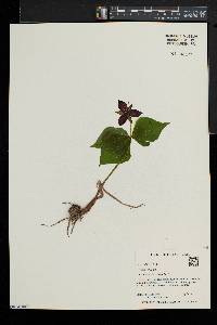 Trillium erectum image