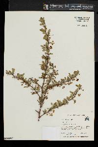 Berberis thunbergii image