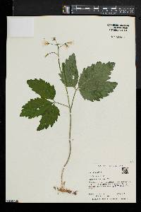 Cardamine diphylla image