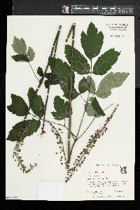 Actaea racemosa image