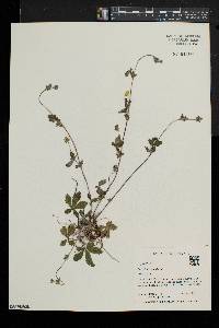 Potentilla canadensis image