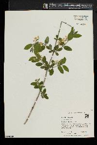 Lonicera morrowii image