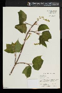 Acer pensylvanicum image