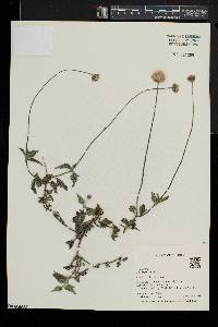 Tridax procumbens image