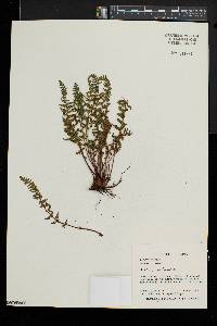 Woodsia ilvensis image