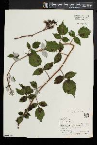 Rubus phoenicolasius image