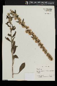 Solidago bicolor image