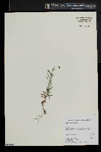 Hypericum canadense image