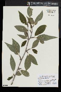 Ilex montana image